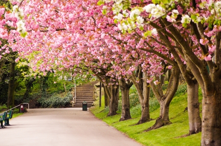 春天樱花树风景图片