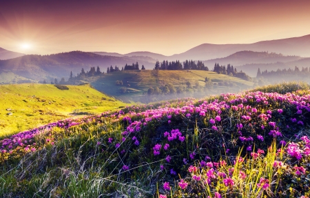丘陵,花卉, font color="red">粉色的 /font>鲜花,树木,太阳,自然风景