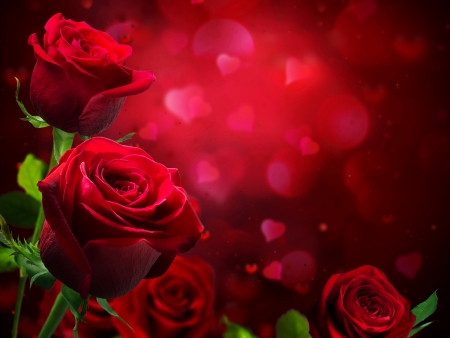 红色玫瑰花,鲜花,写真图片