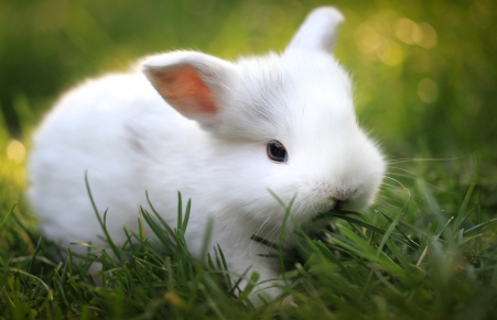 4k 4k动物图片 > 小白兔,绿草,图片 彼岸图网提供精美好看的4k高清