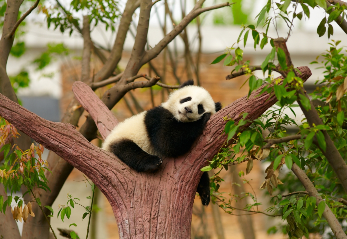 熊猫,树上,休息,睡觉,做梦,熊猫图片_4k动物图片_彼岸图网pic.