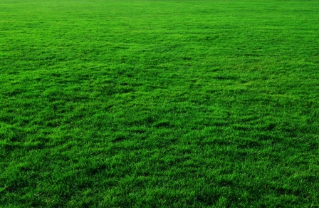 绿色草地摄影图片