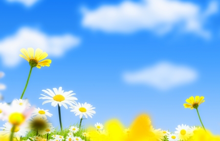 花卉蓝天背景4k图片