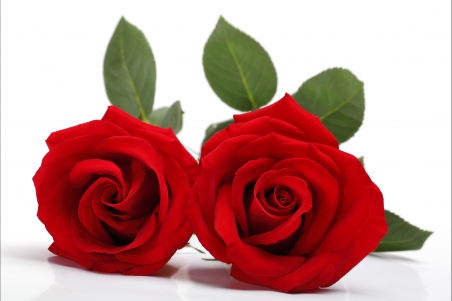 两朵红色玫瑰花4k高清图片