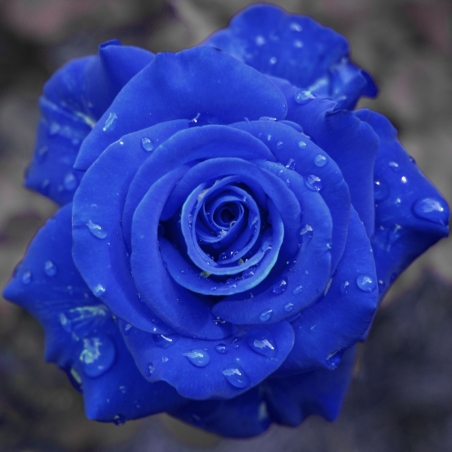 蓝色玫瑰花4k图片壁纸