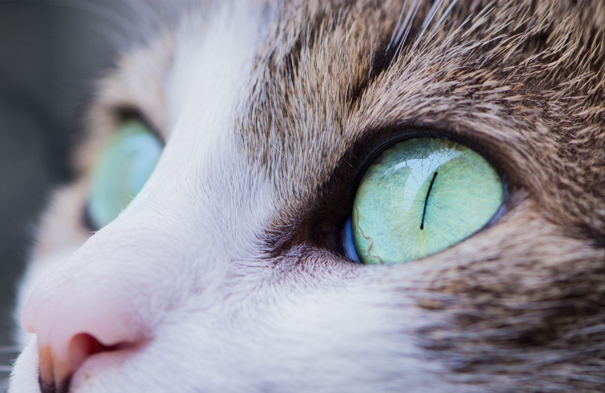 动物动物摄影猫眼睛4k图片