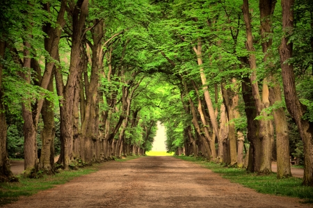 自然 绿色 环保公路 道路 树木 风景 4k壁纸