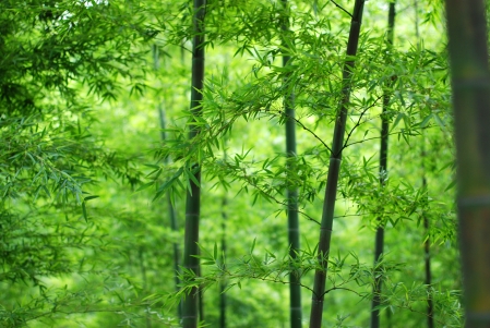 竹林 绿色竹叶 竹子 4k护眼风景壁纸