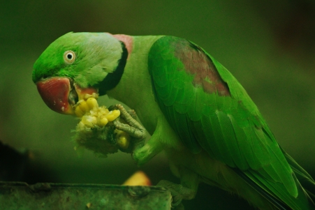 玫瑰环绕的鹦鹉 玉米 吃 绿色鹦鹉5k图片