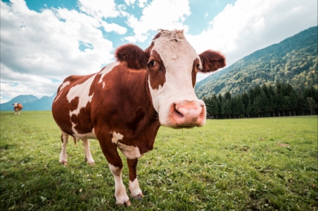 棕色和白色的牛 牧场4k高清图片