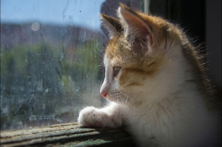 玻璃窗小猫凝望高清图片