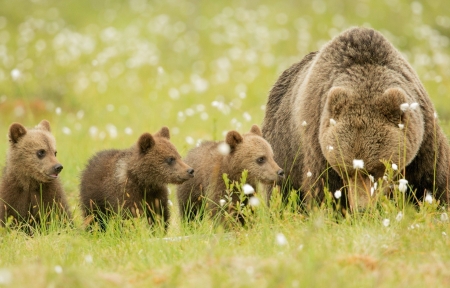 春天的熊挪威的森林图片
