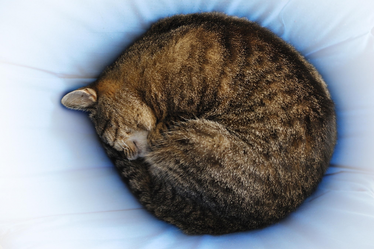 猫咪卷起来睡觉图片_动物素材图片_彼岸图网pic.netbian.com