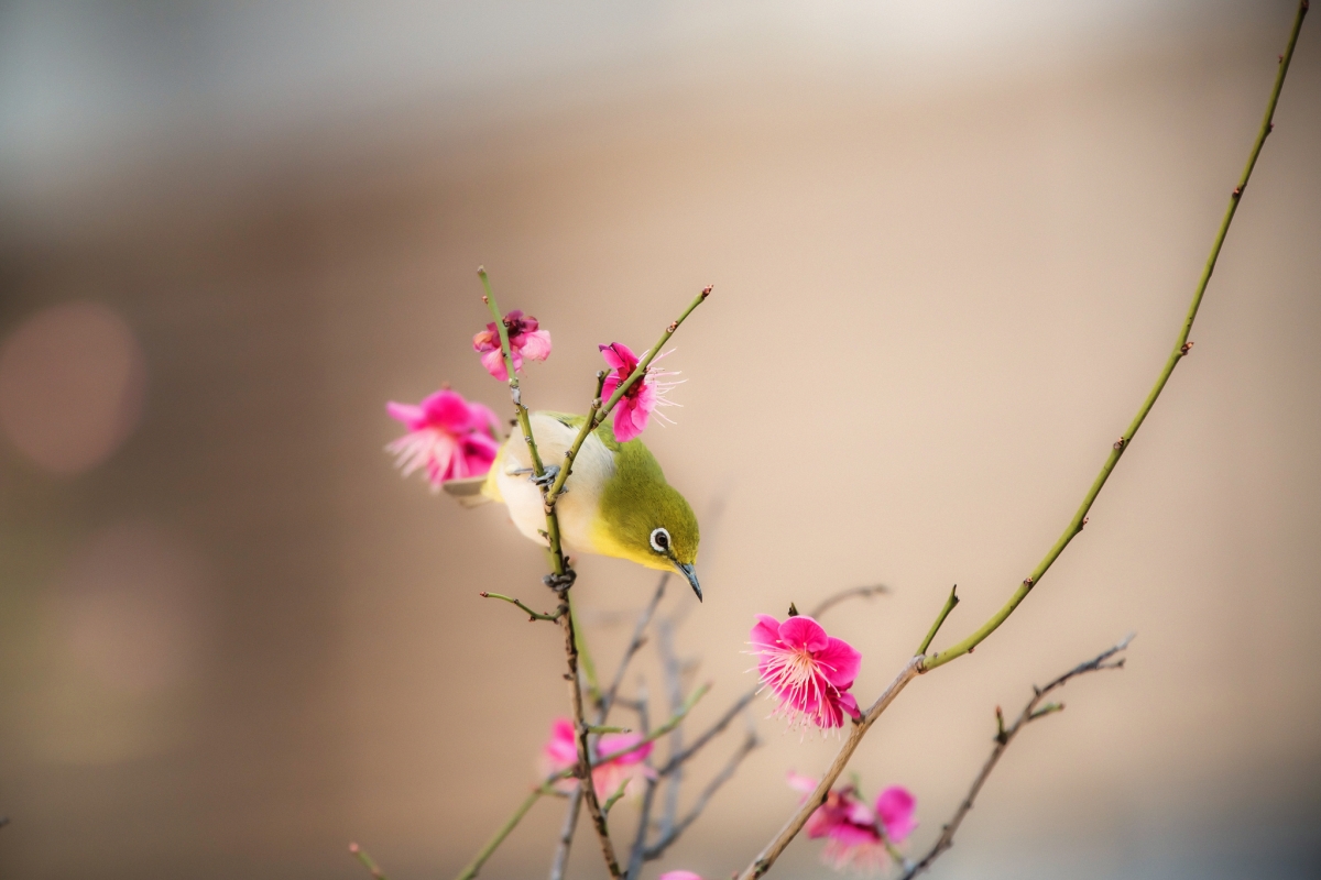 鳥樹枝花春天圖片