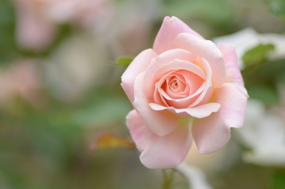 漂亮粉色玫瑰花花瓣高清图片