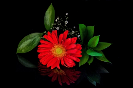 ,ɫ޾,Ҷ,ͼƬ