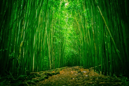 ɫ,Ҷ,ַ羰ͼƬ