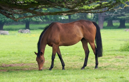 马儿,草地,吃草,图片