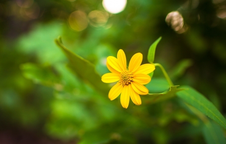 摄影,黄色 font color=red>小花 /font>,绿色植物,图片