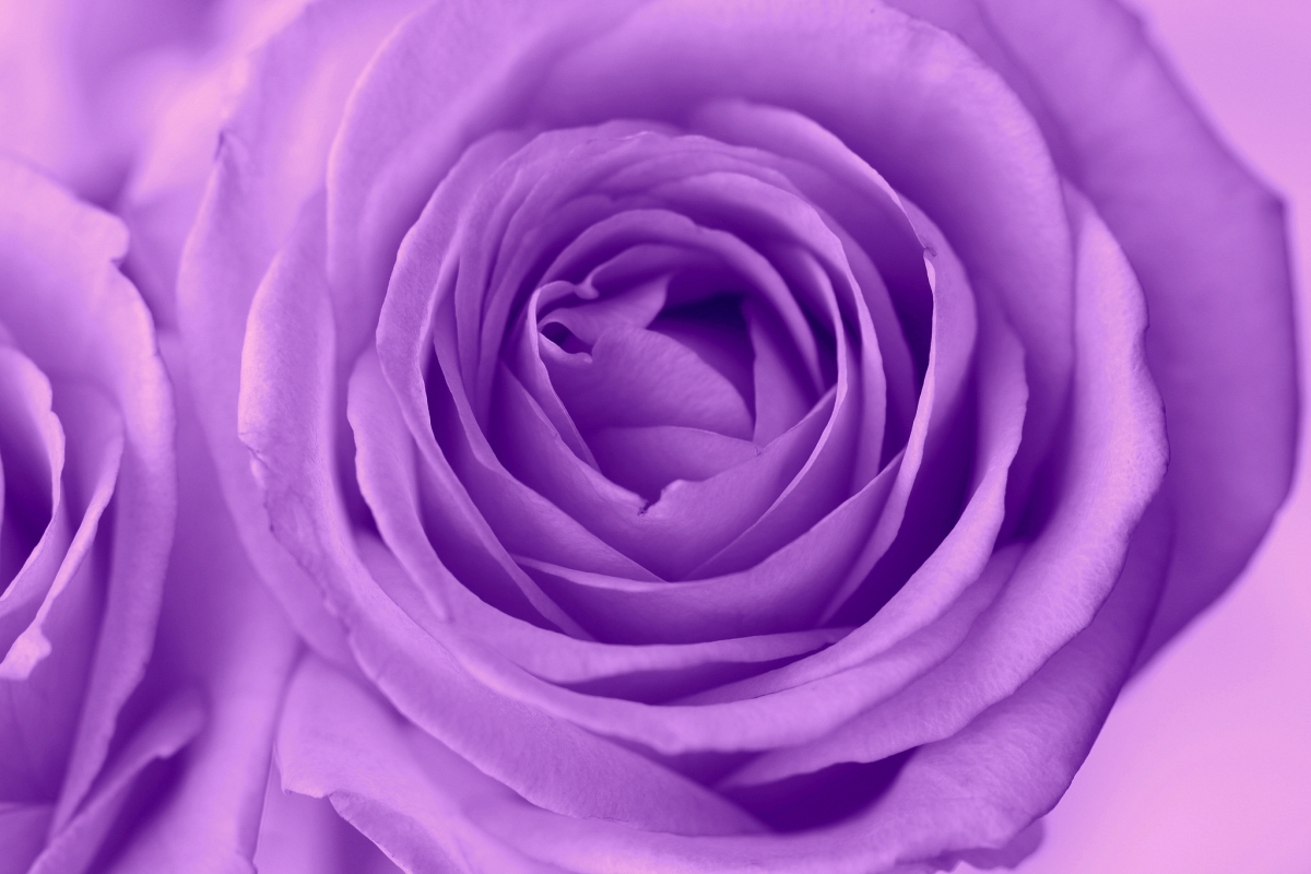 紫色玫瑰花的图片