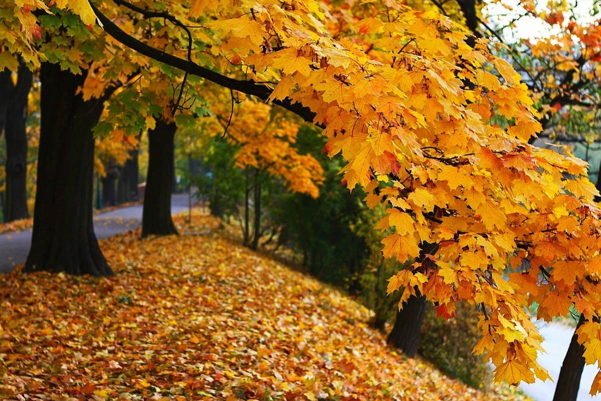 秋天景物图片图片