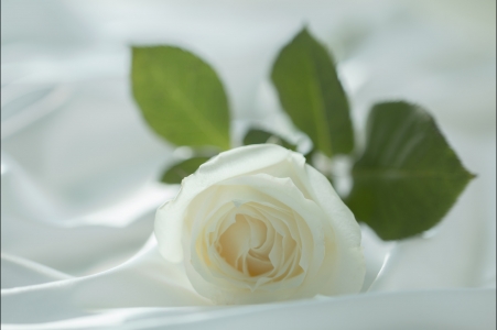 一支白玫瑰高清图片