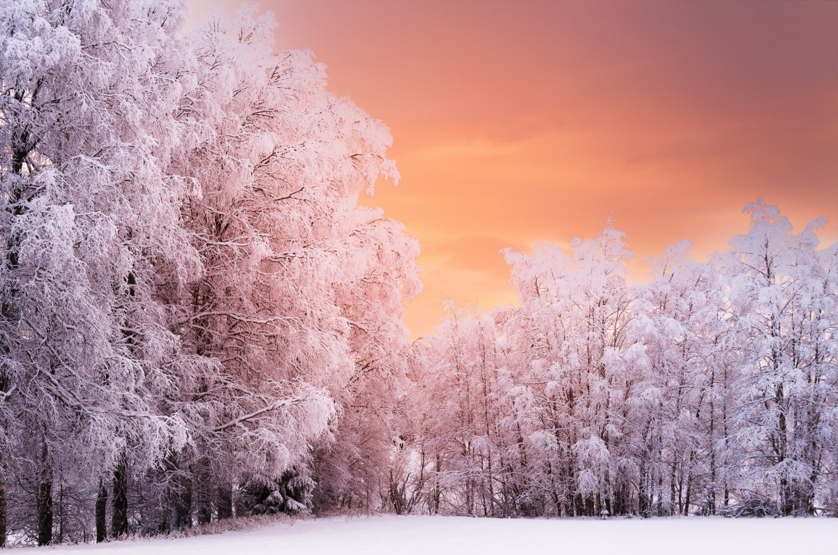 冬天树木雪景自然风景图片