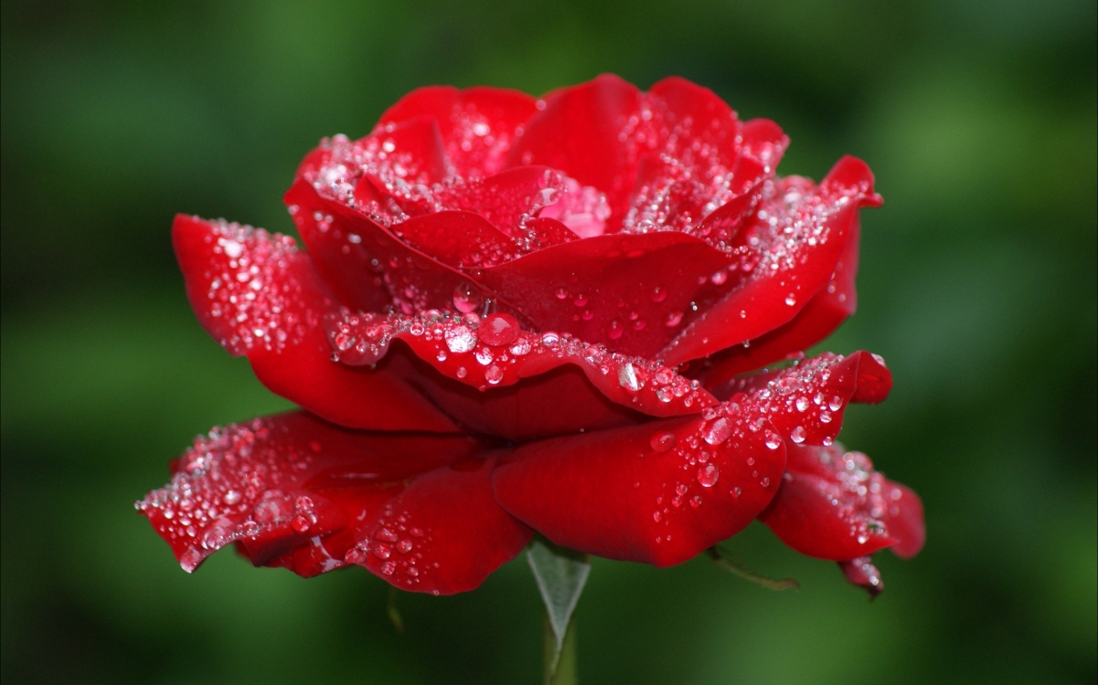红玫瑰花高清图片