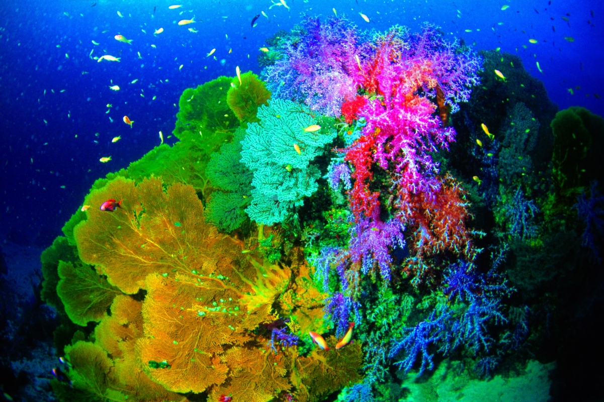 美丽海底珊瑚高清图片