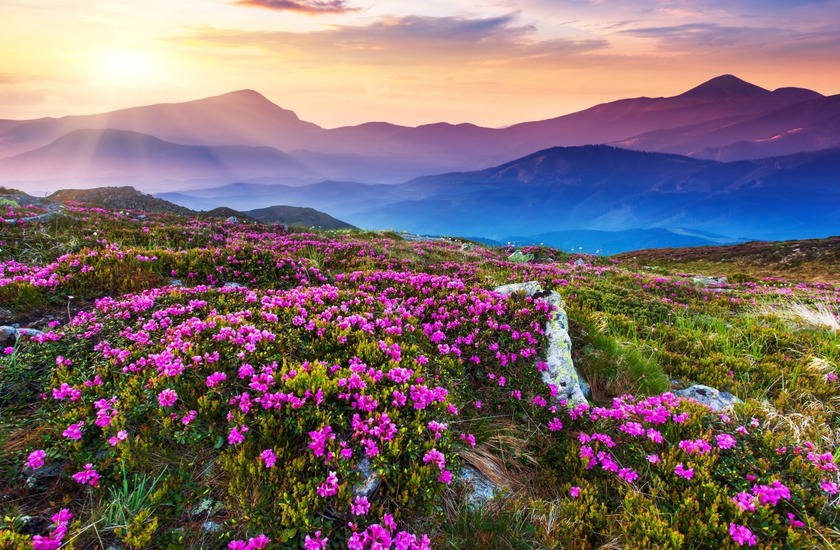 山水鲜花风光图片图片