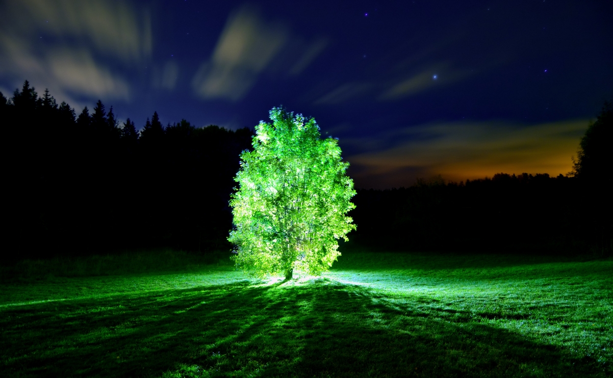 晚上树光美丽的4k风景壁纸图片