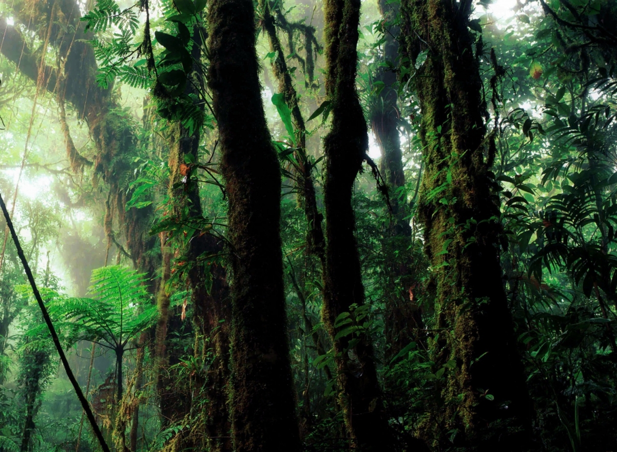 热带雨林自然风景图片