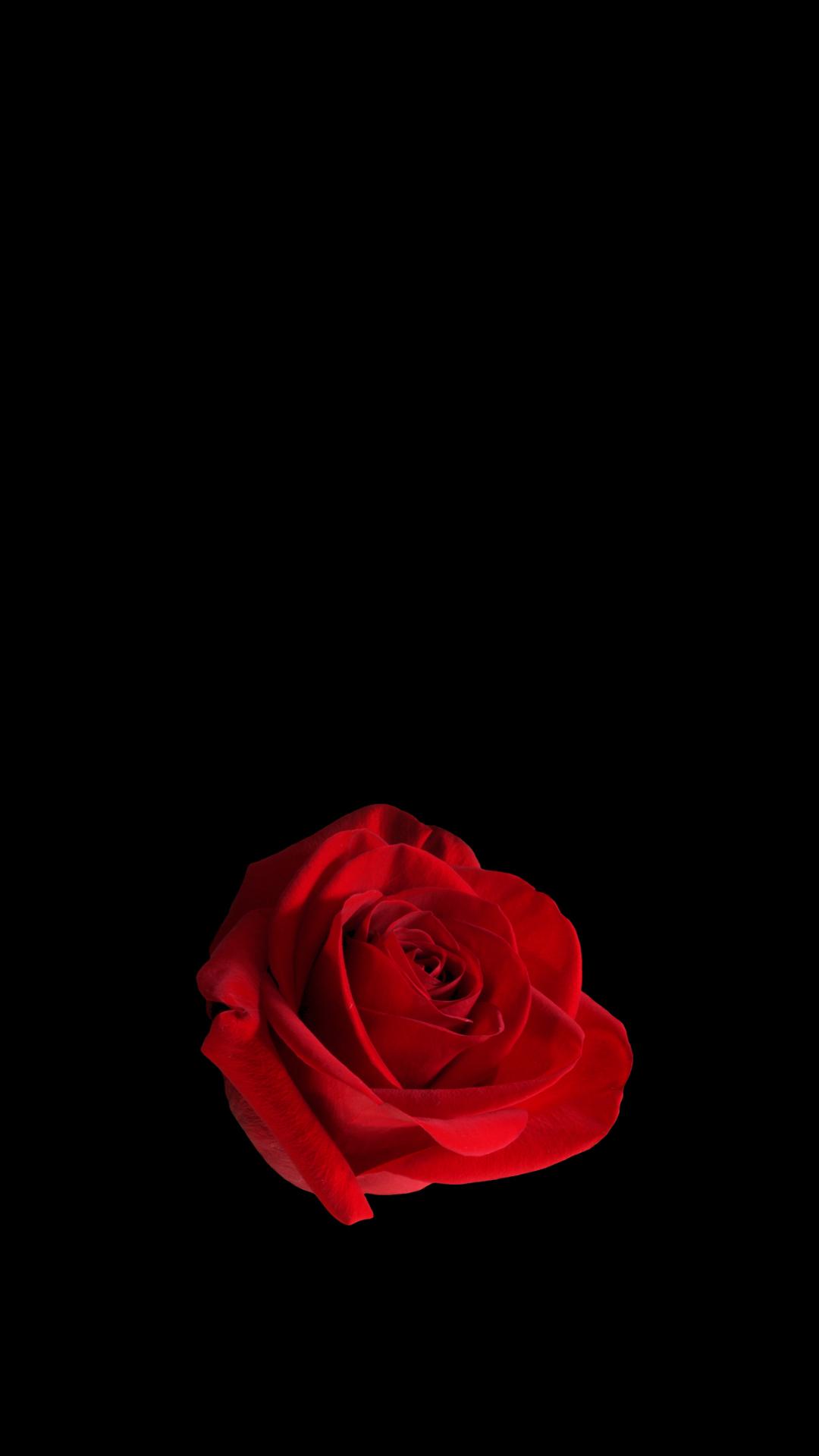 红玫瑰黑色背景1080x19手机壁纸 手机壁纸图片 彼岸图网pic Netbian Com