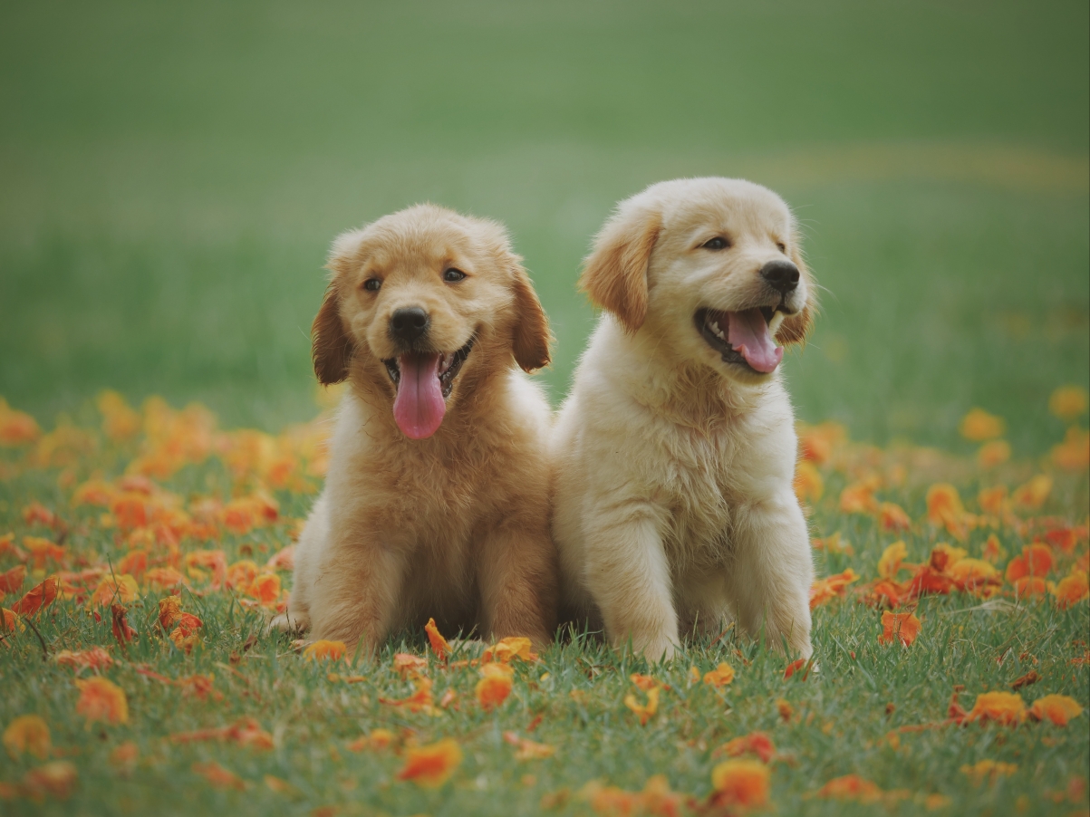 两只小狗在草地上图片图片