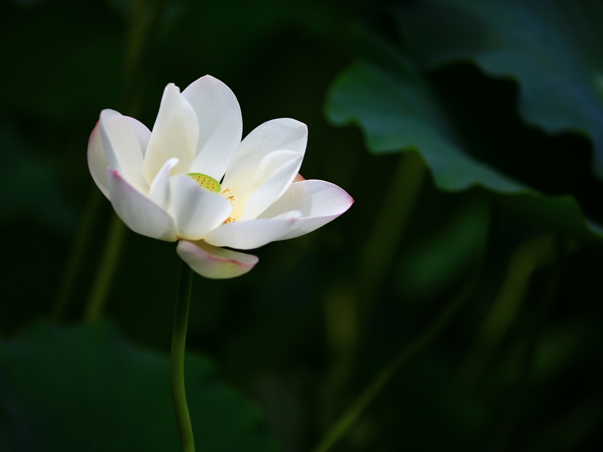 白色莲花荷花ipad平板电脑壁纸