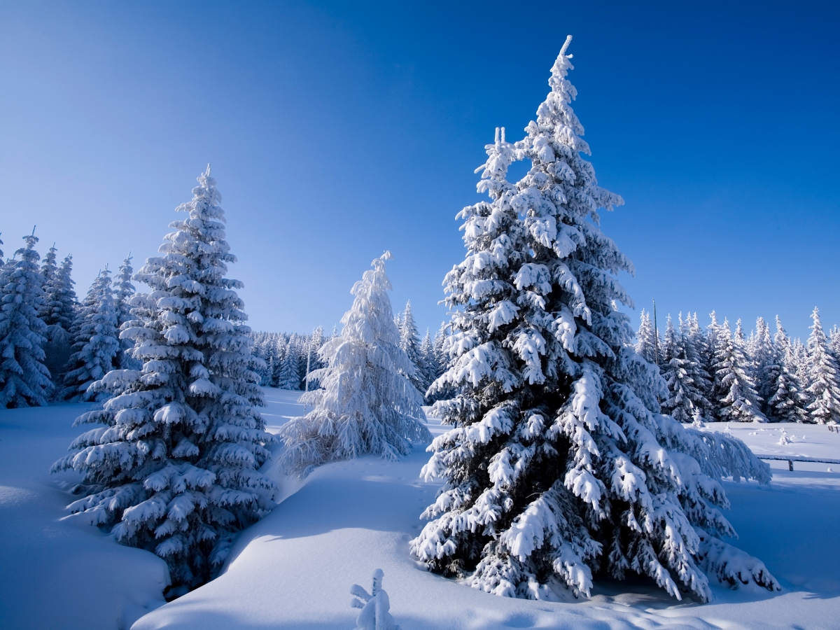 大雪美景图片大全图片