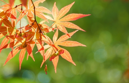 秋天叶子3440x1440风景带