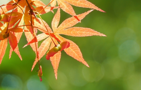 秋天树叶3840x1080风景双