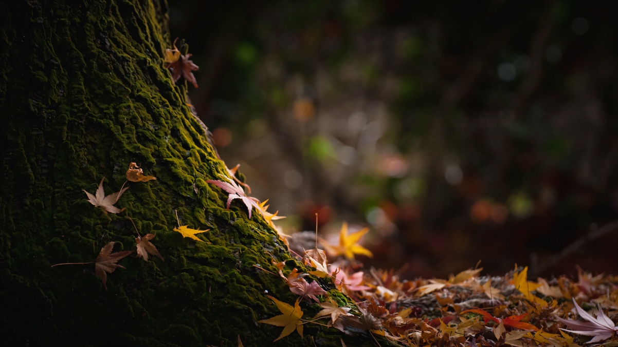 ľҶȻ羰 4Kֽ 3840x2160