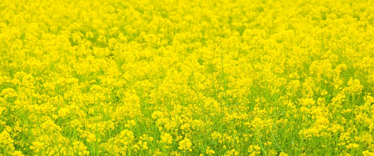 Ͳ˻羰3440x1440ֽ