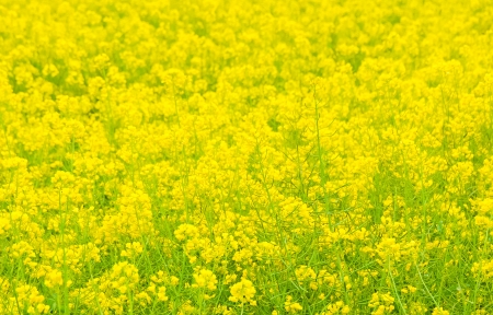 Ͳ˻羰3440x1440ֽ