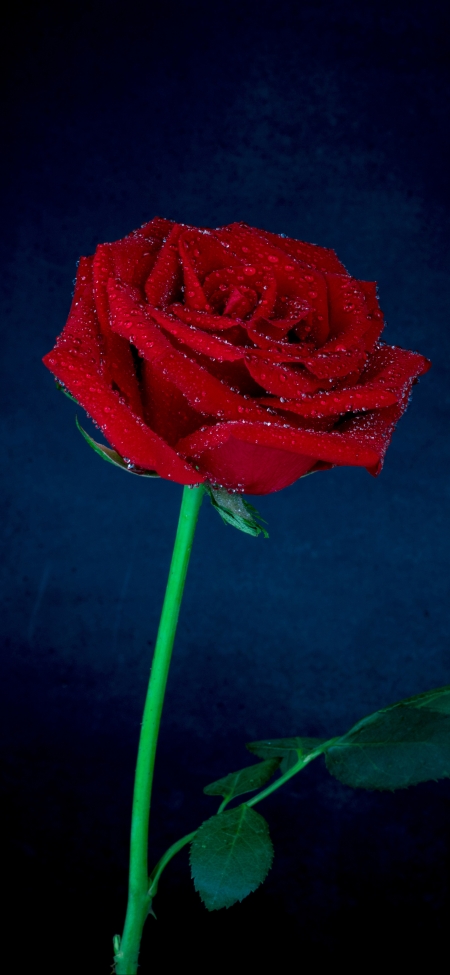 Ϧںɫõ廨4kֻֽͼƬ