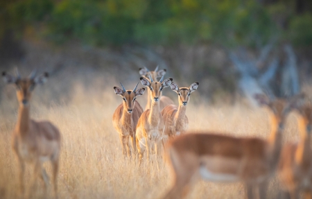 �߽���4K��ֽ