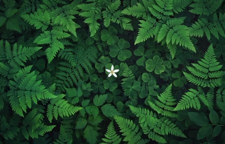 ��Ҷ�� С�׻� ާ��ֲ�� ����4K��ֽ