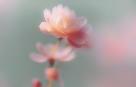 ��ɫ���ﻨ4K��ֽ3840x2400