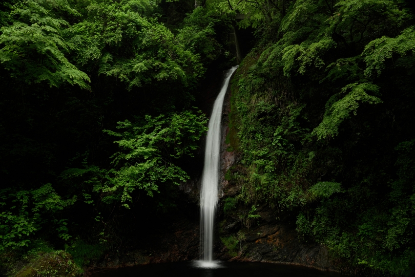 ɭ�� СϪ �ٲ� ��ɫ��Ҷ ���� 4K����羰��ֽ 3840x2560