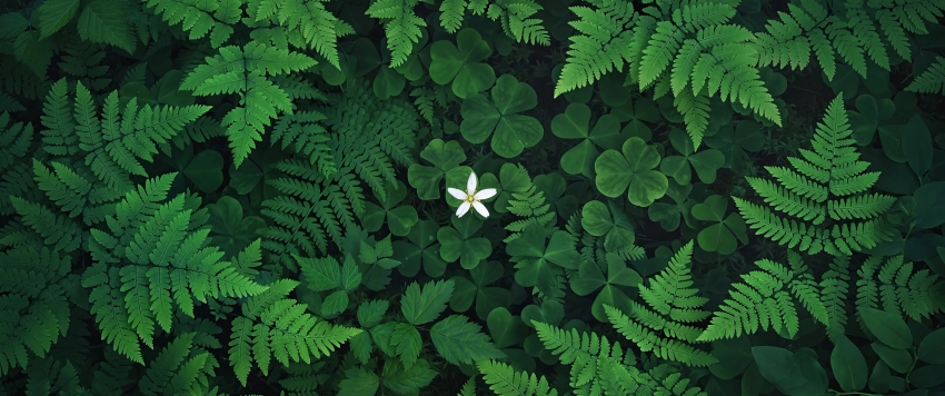 ��Ҷ�� С�׻� ާ��ֲ�� ���� 3440x1440��������ֽ