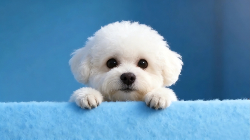 �ɰ�С�� ��ɫ���� ���峵����ֽ4kȫ��