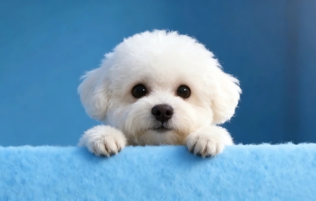 �ɰ�С�� ��ɫ���� ���峵����ֽ4kȫ��