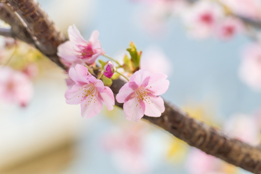 ��ɫӣ�� ���峵��4k��ֽ����